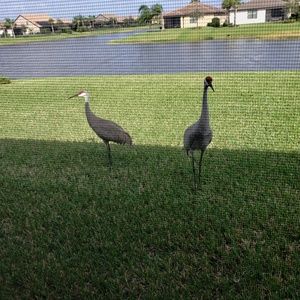 Meet your Posher, Delfoncio